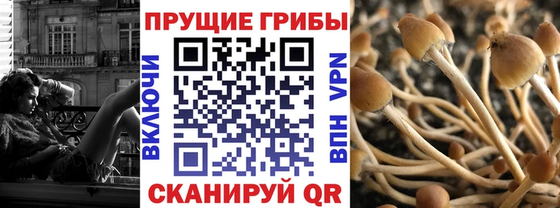 даркнет сайт  Чекалин  Псилоцибиновые грибы Psilocybine cubensis 